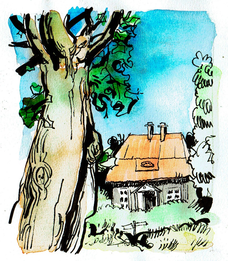 Andrew Ockleston Line and Wash Artwork of Tree