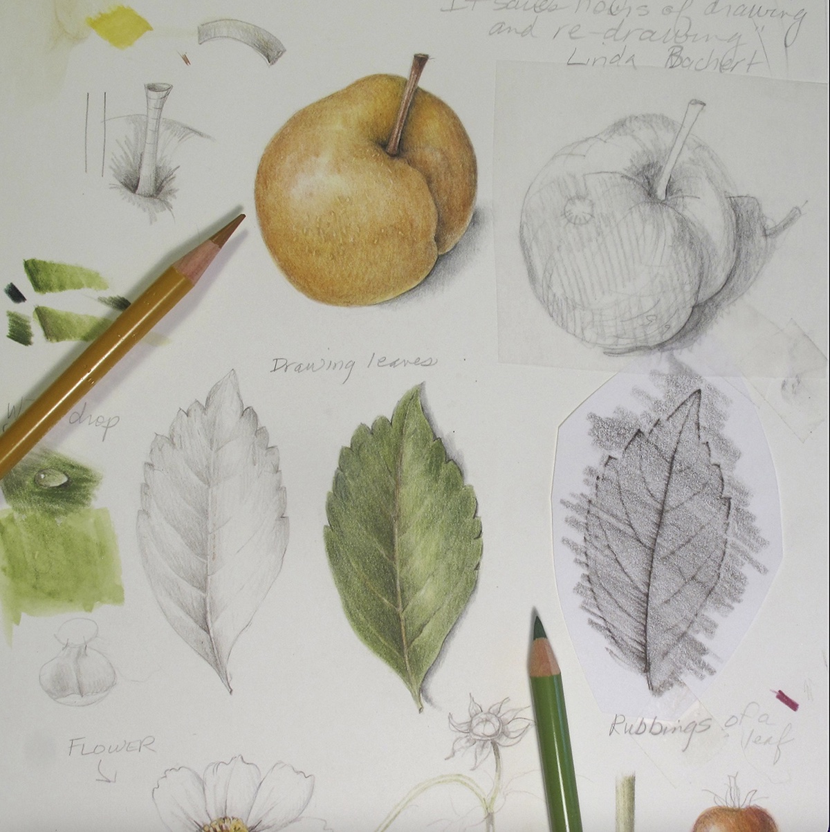 Botanical Drawing Chloe Lam