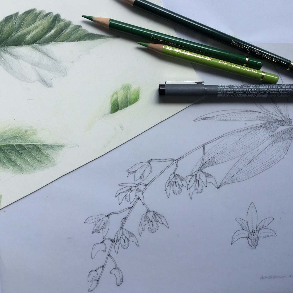 Sandra Morris Stipple and Colour Pencil Nature Journalling