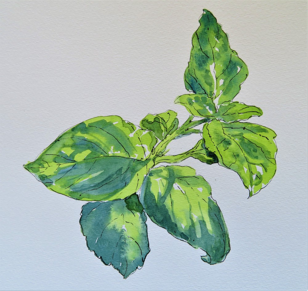 Susannah MacDonald Plant Study
