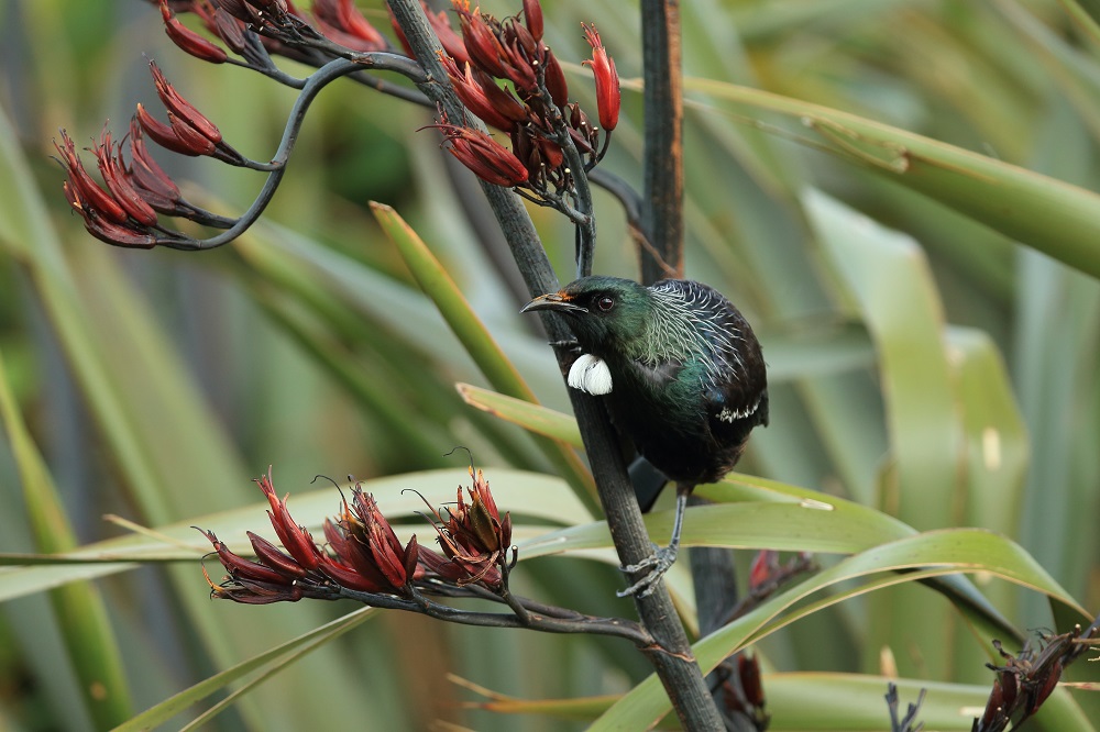 Make A Tui Bird Feeder 7 12 Years Selwyn Community Education