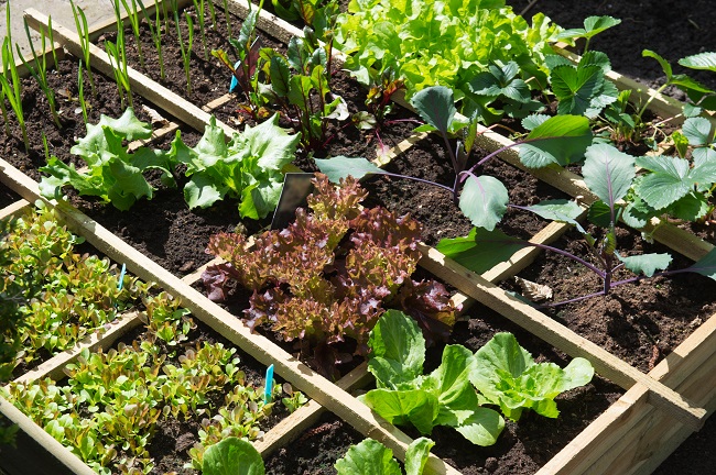 Compact vegetable gardening bed