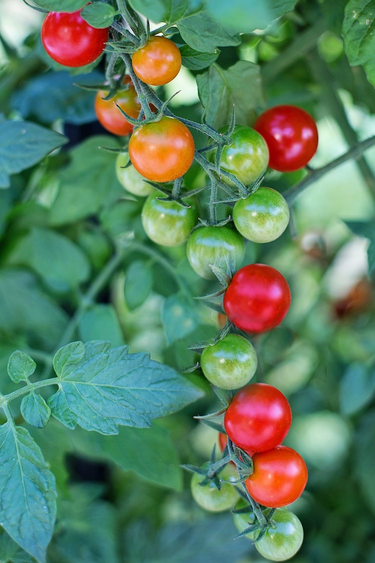 Edible garden cherry tomato