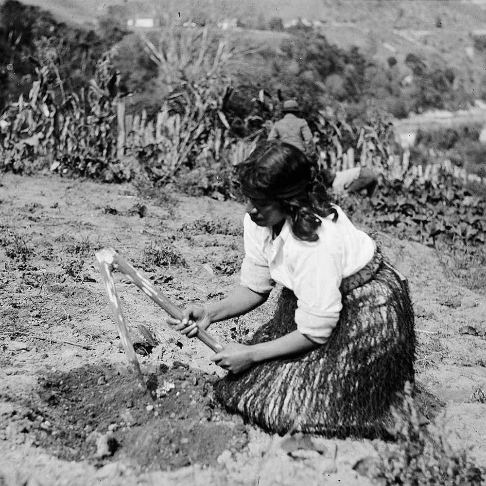 Maori Woman Planting Crop