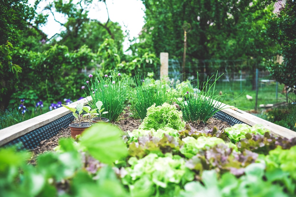 Sustainable gardening - vegetables